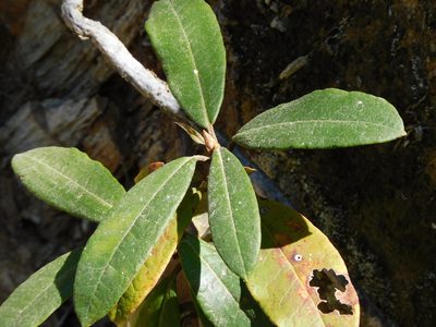 Rhododendron arboreum, photographed by Jagdish Singh Negi