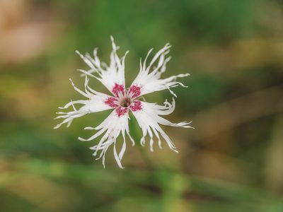 Dianthus superbus, photographed by Evgenii Iaitskii
