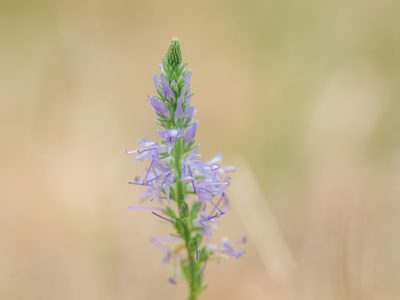 Veronica spicata, photographed by Evgenii Iaitskii
