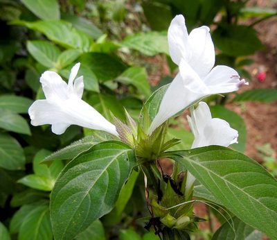 Barleria cristata, photographed by Hopeland