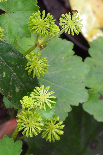 Hydrocotyle mexicana, photographed by Lena Struwe