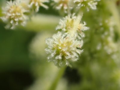 Boehmeria nivea, photographed by 葉子