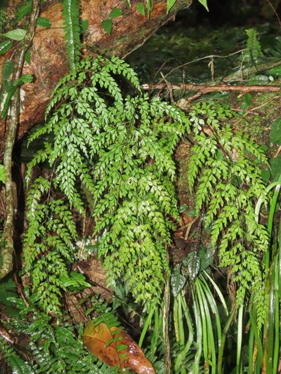 Asplenium pseudolaserpitiifolium, photographed by chiuluan