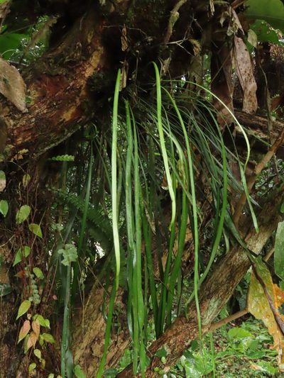Haplopteris elongata, photographed by chiuluan