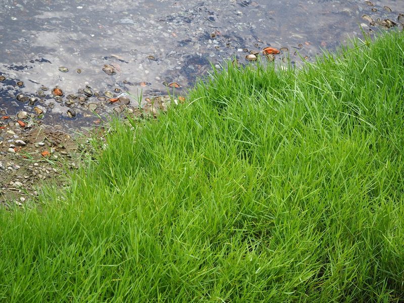 Paspalum distichum, photographed by 葉子