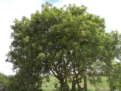 Searsia chirindensis, photographed by Shaun Swanepoel