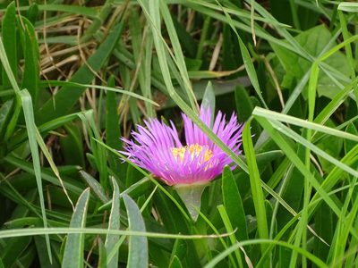 Carpobrotus deliciosus, photographed by Shaun Swanepoel