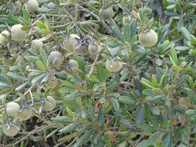 Diospyros dichrophylla, photographed by Shaun Swanepoel