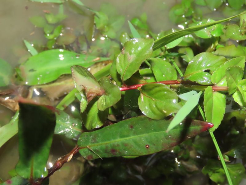 Ludwigia ovalis, photographed by chiuluan