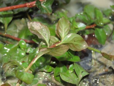 Ludwigia ovalis, photographed by chiuluan