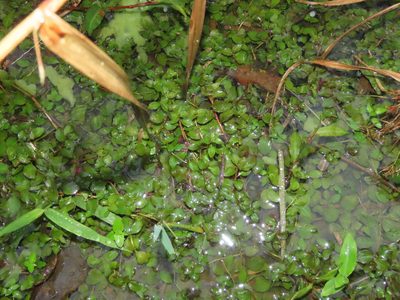 Ludwigia ovalis, photographed by chiuluan