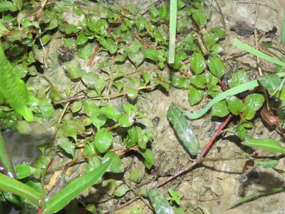 Ludwigia ovalis, photographed by chiuluan
