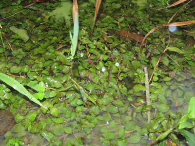 Ludwigia ovalis, photographed by chiuluan