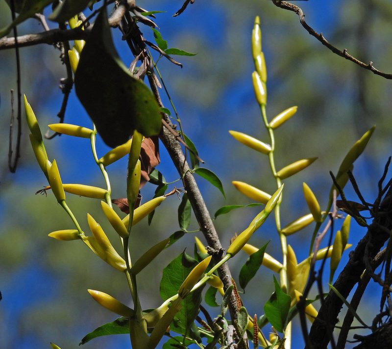 Vriesea friburgensis, photographed by Hugo Hulsberg
