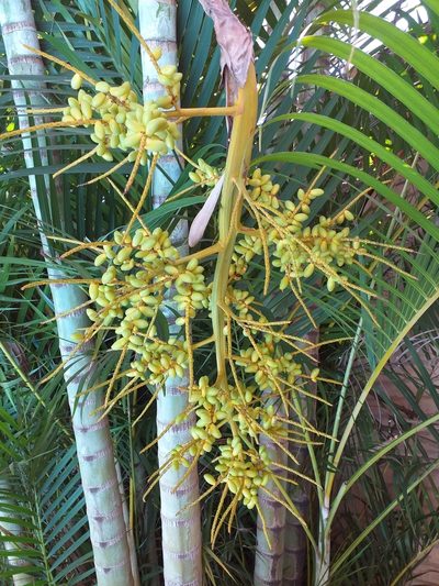 Chrysalidocarpus lutescens, photographed by E. Goossen