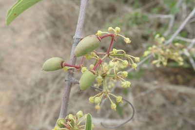 Cissus cornifolia, photographed by Andrew Deacon