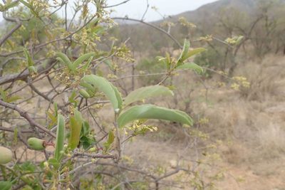 Cissus cornifolia, photographed by Andrew Deacon