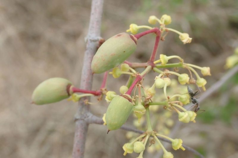 Cissus cornifolia, photographed by Andrew Deacon
