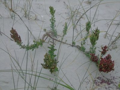 Chenopodium retusum, photographed by Daniel Dias