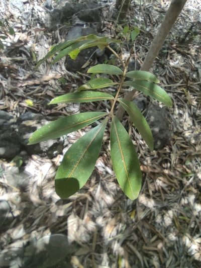 Cossinia pinnata, photographed by Augustin Soulard