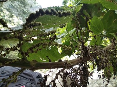 Boehmeria grandis