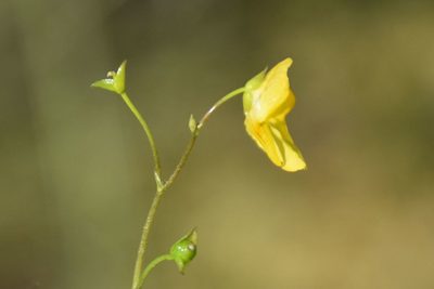 Utricularia minor, photographed by Игорь Васильев