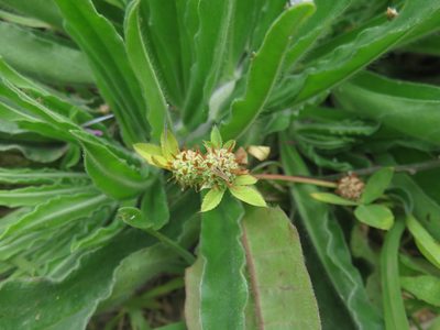 Trifolium glomeratum, photographed by Bruno Avilez