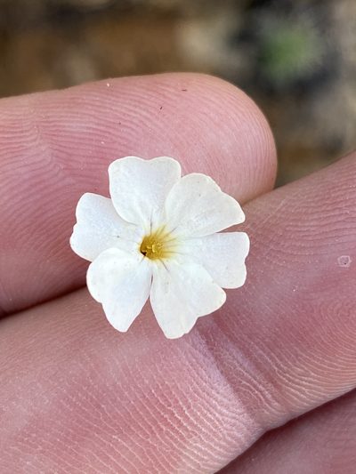Jamesbrittenia pallida, photographed by Dave U