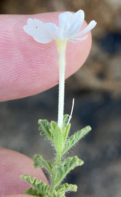 Jamesbrittenia pallida, photographed by Dave U