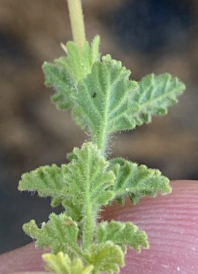 Jamesbrittenia pallida, photographed by Dave U
