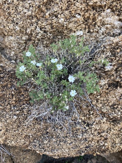 Jamesbrittenia pallida, photographed by Dave U