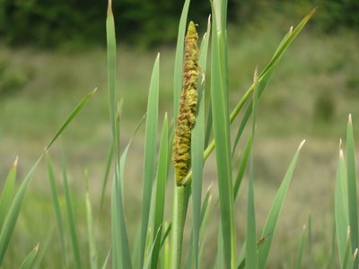 Typha angustifolia, photographed by Bruno Avilez