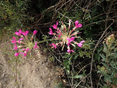 Pelargonium incrassatum, photographed by Peter Warren