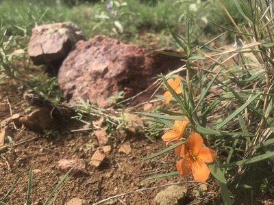 Talinum aurantiacum, photographed by Tayton Alvis