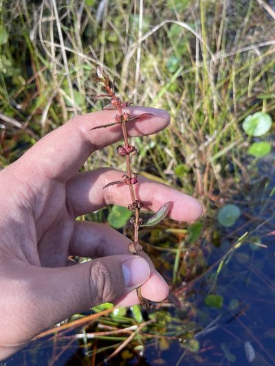 Ammannia latifolia, photographed by Brandon Corder