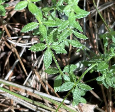 Galium californicum