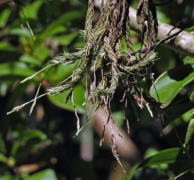 Tillandsia tricholepis, photographed by Hugo Hulsberg