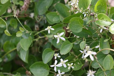 Clematis terniflora, photographed by Kathy Richardson