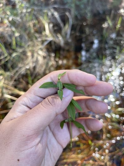 Lycopus amplectens, photographed by Brandon Corder