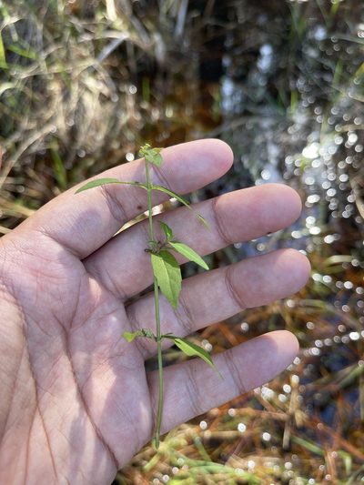 Lycopus amplectens, photographed by Brandon Corder