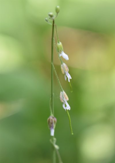 Boechera pendulocarpa, photographed by Eric Lamb