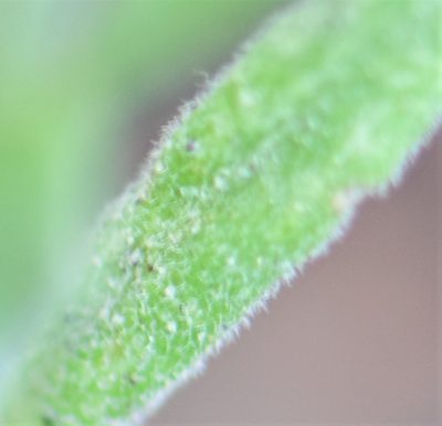 Boechera pendulocarpa, photographed by Eric Lamb