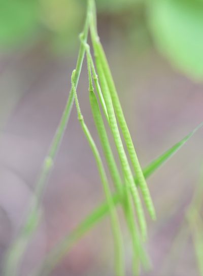 Boechera pendulocarpa, photographed by Eric Lamb