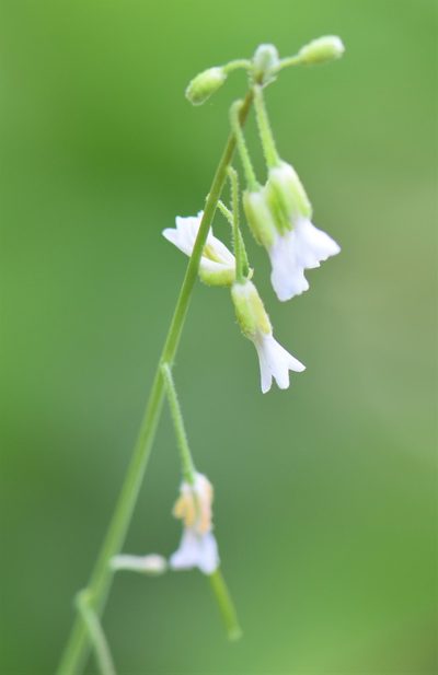Boechera pendulocarpa, photographed by Eric Lamb