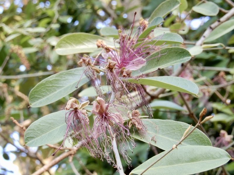 Capparis zeylanica, photographed by Seema Merchant