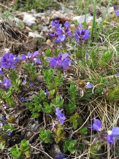 Veronica saturejoides, photographed by Mirko Ubović