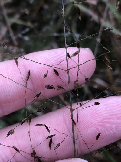 Eragrostis intermedia, photographed by Sam Kieschnick