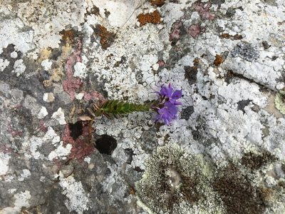Veronica saturejoides, photographed by Mirko Ubović