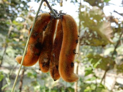 Mucuna pruriens, photographed by Seema Merchant