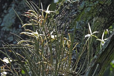 Brassavola tuberculata, photographed by Hugo Hulsberg
